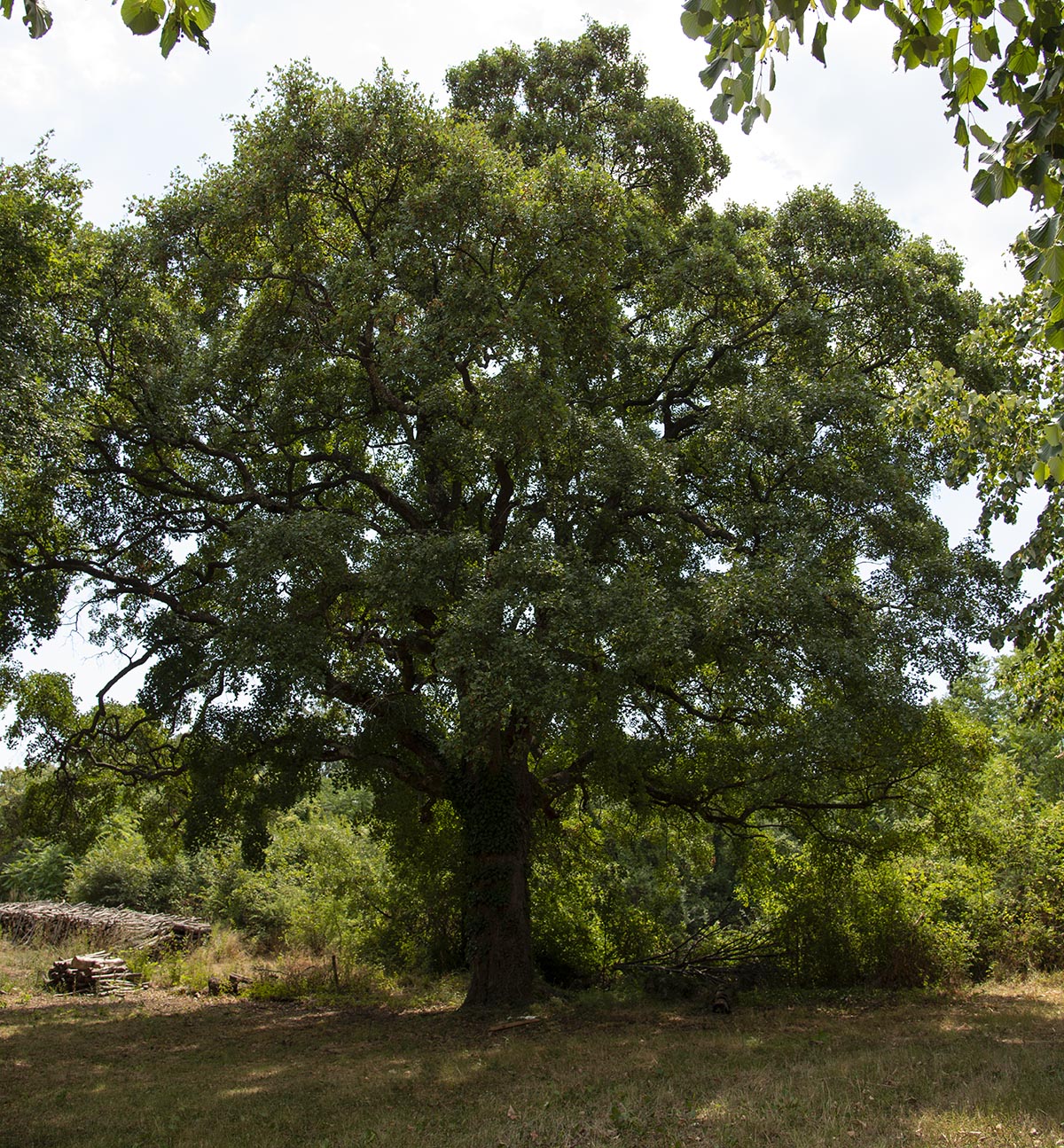 Acer monspessulanum